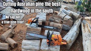 Cutting Australian pine the heaviest and best hardwood [upl. by Simonette145]