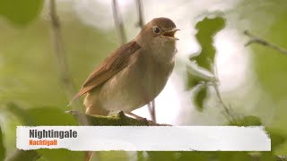 Nightingale Song  Nachtigall Gesang [upl. by Asilec122]