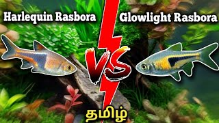 Harlequin Rasbora Vs Glowlight Rasbora  Difference between  Tamil [upl. by Ahslek]