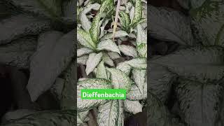 Dieffenbachia Varieties [upl. by Dine]