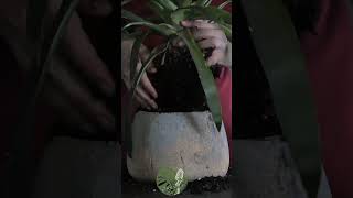 Repotting Guzmania Lingulata from a TooSmall Pot  ASMR Plant Rescue asmr plants indoorplant [upl. by Eahsram]