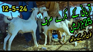 Big Goat For Eid  Bakra Mandi 2024  BAKRA EID 2024  BY NADIR WINDER 03072287700 [upl. by Jess]