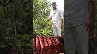 Red Sandalwood Plants  Red Sandal wood  Red Sandalwood Full Information  Ashok Chakra Nursery [upl. by Nerval]