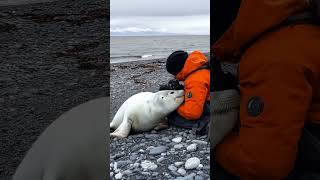 Baby Seal Trapped Under Rock Mother Asks Photographer for Help shorts animalsrescue [upl. by Samala]