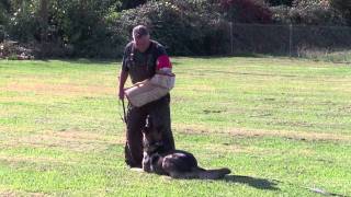 Braux Schutzhund training [upl. by Sidwohl]