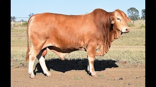 Central Reds Droughtmaster Sale 2024  Lot 24 [upl. by Kaylil]