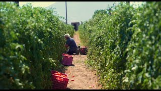 RED GOLD FROM EUROPE  The journey of the organic tomato from the field to the plate 2024 [upl. by Caron]