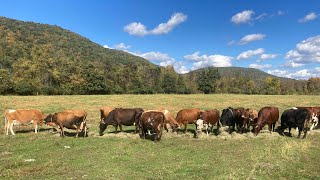 Class picture 2024 the ladies calfandclovercreamery rawmilk realfood localfood [upl. by Ayle]