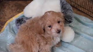 Maltipoo Puppy Ace SD 480p [upl. by Marlee171]