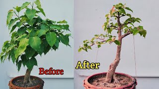 Ficus Rumphii Bonsai [upl. by Ainig207]