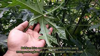 TANAMAN SAYUR BARU PEPAYA JEPANG Cnidoscolus aconitifolius [upl. by Faythe]