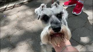 👉 Perro Schnauzer ladrando muy Fuerte 2023 [upl. by Anor]