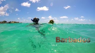 Paradise Found 7 Days of Tropical Delights in Barbados [upl. by Culley]