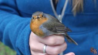 🐦 Petirrojo europeo Erithacus rubecula witherbyi  Un adorable chismoso 🐦 [upl. by Rillis]