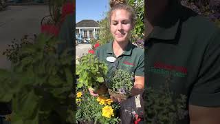 4 Amazing Mosquito 🦟 Repelling Plants in One Pot for a Pest Free Patio [upl. by Cindi]