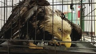 Gaggle of Canada geese attack bald eagle in Kingsport [upl. by Inram]