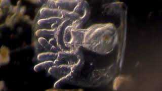 Lingula larva brachiopod [upl. by Opportuna]