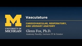 Vasculature Basics [upl. by Artimas]