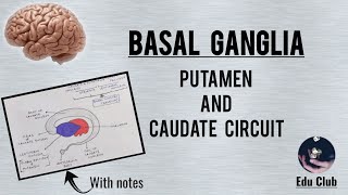 BASAL GANGLIA  Caudate And Putamen Circuit  Clinical Dysfunction  QNAPG [upl. by Ahsiekit]