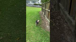 Retired show champion Border terrier dog never forgets how to trot [upl. by Allayne]