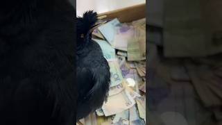 This Bird collect crores rupees 😱💯shorts youtubeshorts ytshorts shortvideo [upl. by Lacy582]