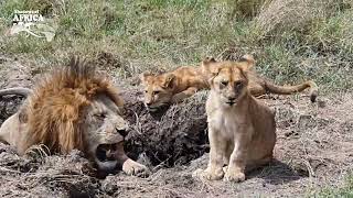 Incredible Moments with African Lions 🦁  Captured on Safari [upl. by Dulcy272]