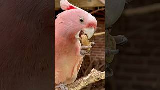 The Pink Cockatoo A Rare Gem of Nature [upl. by Anawqahs]