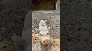 Regnum Carya’nın minik domuzcukları 🐷 🐽 cuteanimals shorts keşfetregnumcarya [upl. by Straus]