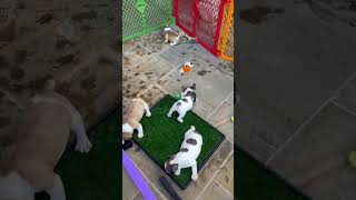 French Bulldog Puppies For Sale in Tulsa [upl. by Koby]