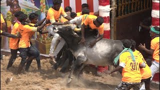 Aaviyur Jallikattu 2023 Videos 02  ஆவியூர் ஜல்லிக்கட்டு 2023 Videos 02 [upl. by Lajes]