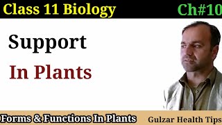 Support in Plants  lignified Woody Plants  vascular tissues  class 11th Biology [upl. by Enej]