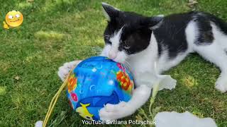 Funniest Animals😂Funny Cats😂The cat plays funny El gato juega divertido O gato brinca engraçado [upl. by Nillor]