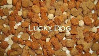 Dog Food Testing  Just How Good IS Commercial Dog Kibble [upl. by Eidob107]