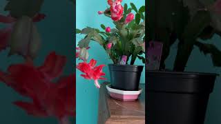 🌺My lovely red Thanksgiving flowering houseplant is reblooming 11182024🌺 [upl. by Natanoy]