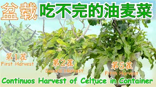 油麦菜又爆盆啦！Celtuce quotexplosionsquot [upl. by Xonel]