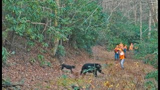 Wild Bears Have Unique Relationship With Woman [upl. by Alyhs]