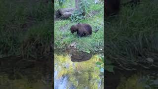 Wolverine at Gaiazoo  the Netherlands [upl. by Ayotahs]