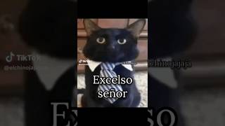 Un trago normal 🐱🐱🐱 memes humor funny fyp gatos gatomeme fluidos elegant elegancia [upl. by Gmur]