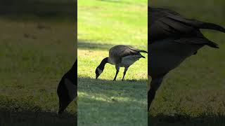 A Cackling Goose at Santee Lakes [upl. by Jobyna900]