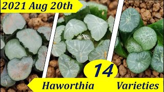 Haworthia  2021Aug20th [upl. by Ardnasxela135]