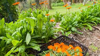 Calendula Harvest [upl. by Melbourne5]