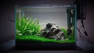 My 20 Litre 5 gallon Planted Tank  Over the last 4 months [upl. by Ilanos441]