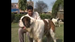 SAINT BERNARD MASTIFF DOGS PUPPIES FOR SALE  VARIETY KENNEL INDIA [upl. by Fania737]