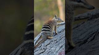 Numbat Squeezes into Log [upl. by Melamie771]