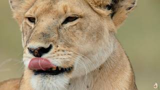 Sexuality and Mating Strategies of Savannah Animals [upl. by Persis]