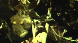 Grey Slender Loris family wake up after dark [upl. by Ahsikin]