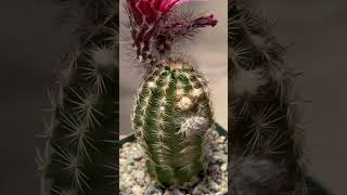 Hear 🆒 facts on Echinocereus reichenbachii quotLace Cactusquot 🌵🌺 [upl. by Aneehsar]