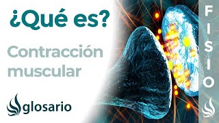 CONTRACCIÓN MUSCULAR  Qué es tipos cómo y dónde se produce cuál es su importancia para el cuerpo [upl. by Janelle]