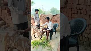 Bakri bimar hai comedy video comedy video comedy video shortcut 😂😂😂😂😂😂 [upl. by Danielson]