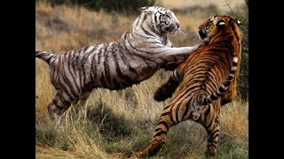 White Tiger Vs Tiger Fighting Video [upl. by Bedwell]